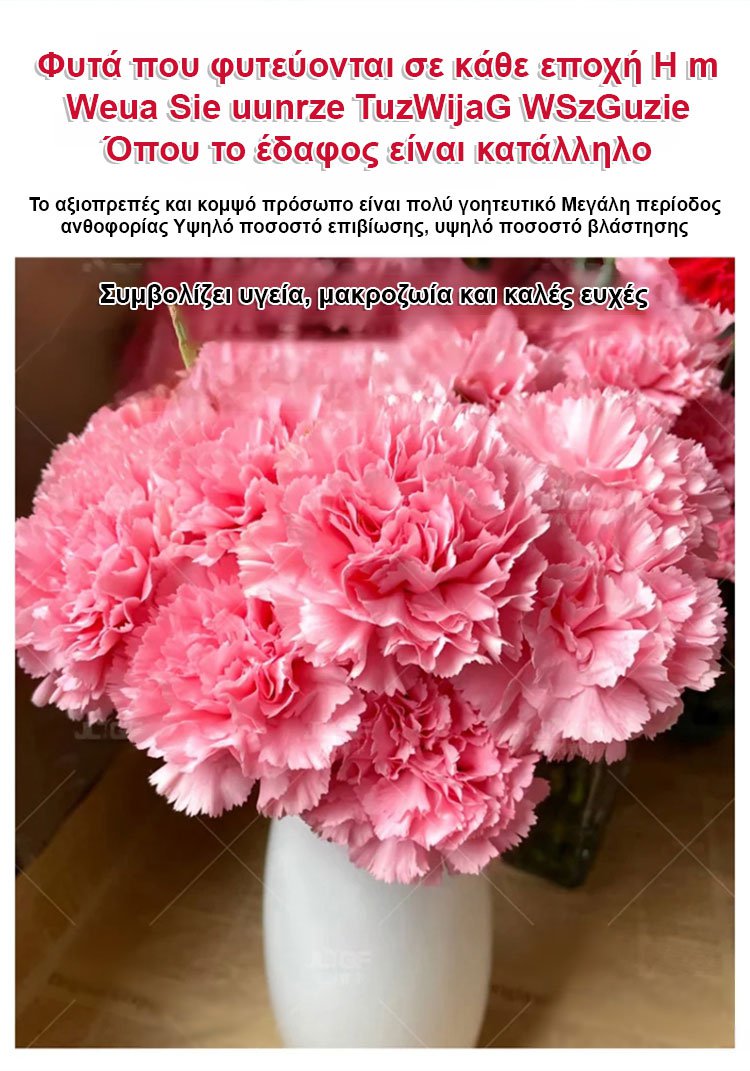 【Τέσσερις εποχές ανθίζουν】Σπόροι γαρίφαλου διπλού άνθους-GR