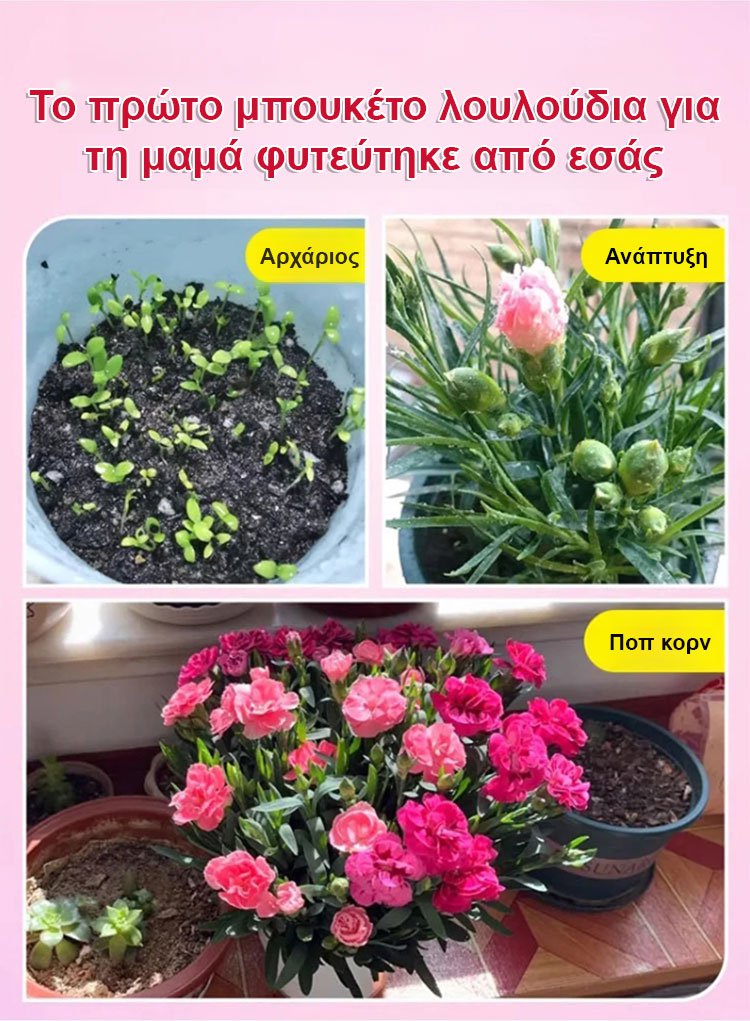 【Τέσσερις εποχές ανθίζουν】Σπόροι γαρίφαλου διπλού άνθους-GR