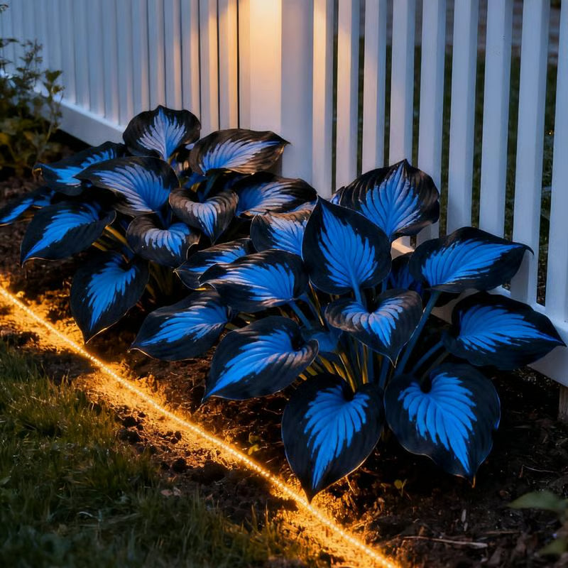 💥Oferta especial 2025 🌌Semillas de Hosta Midnight Blue Heart, una planta perenne que ama la sombra para el jardín-ES
