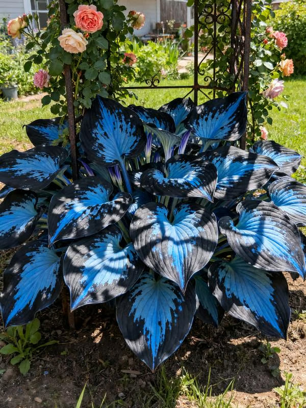 💥Oferta especial 2025 🌌Semillas de Hosta Midnight Blue Heart, una planta perenne que ama la sombra para el jardín-ES