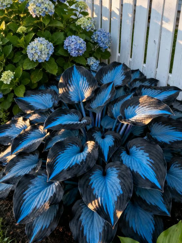 💥Oferta especial 2025 🌌Semillas de Hosta Midnight Blue Heart, una planta perenne que ama la sombra para el jardín-ES
