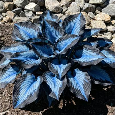 💥Oferta especial 2025 🌌Semillas de Hosta Midnight Blue Heart, una planta perenne que ama la sombra para el jardín-ES