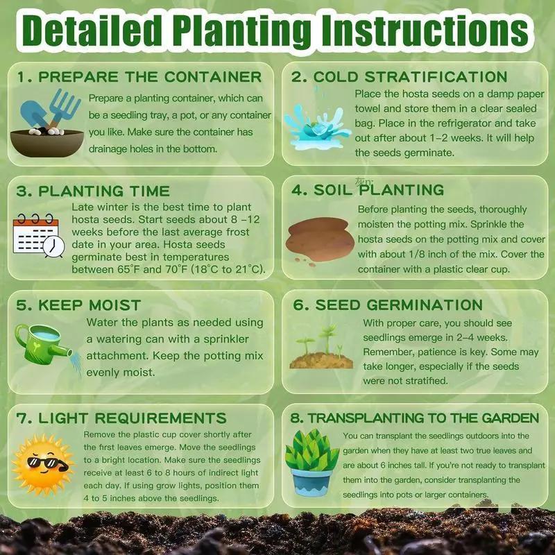 💥Oferta especial 2025 🌌Semillas de Hosta Midnight Blue Heart, una planta perenne que ama la sombra para el jardín-ES