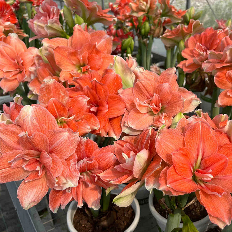 Bulbos de amaryllis perfumados con pétalos dobles--ES