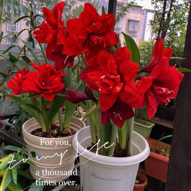 Bulbos de amaryllis perfumados con pétalos dobles--ES