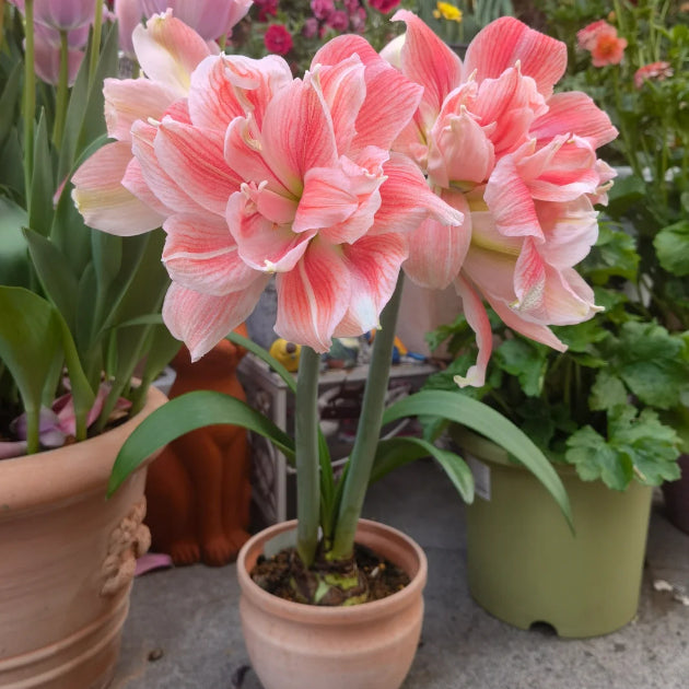 Bulbos de amaryllis perfumados con pétalos dobles--ES