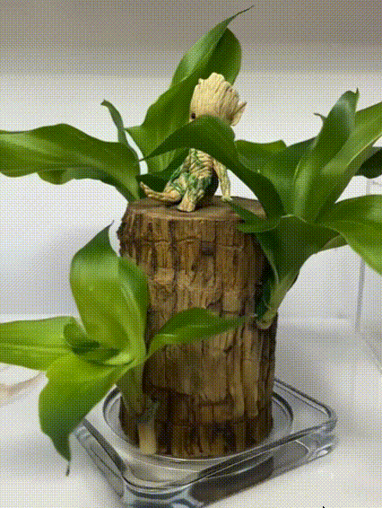 【Όταν συναντά το νερό, ζωντανεύει】Υδροπονικό βραζιλιάνικο φυτό τύχης τεσσάρων εποχών με ανθοφορία-GR