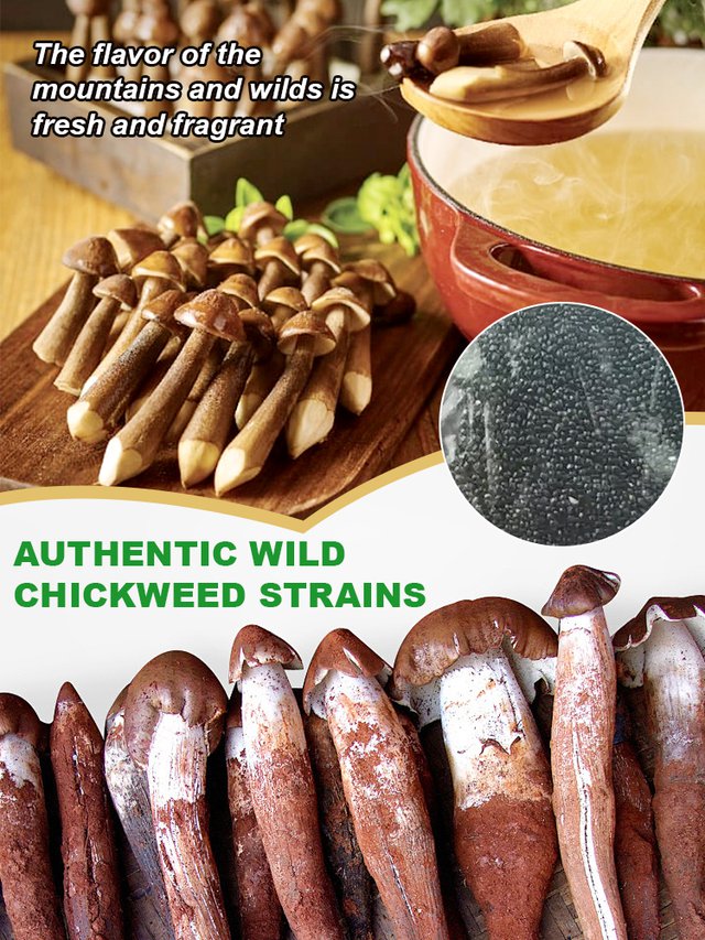 Αυθεντική ποικιλία μανιταριών "Jizong"-GR