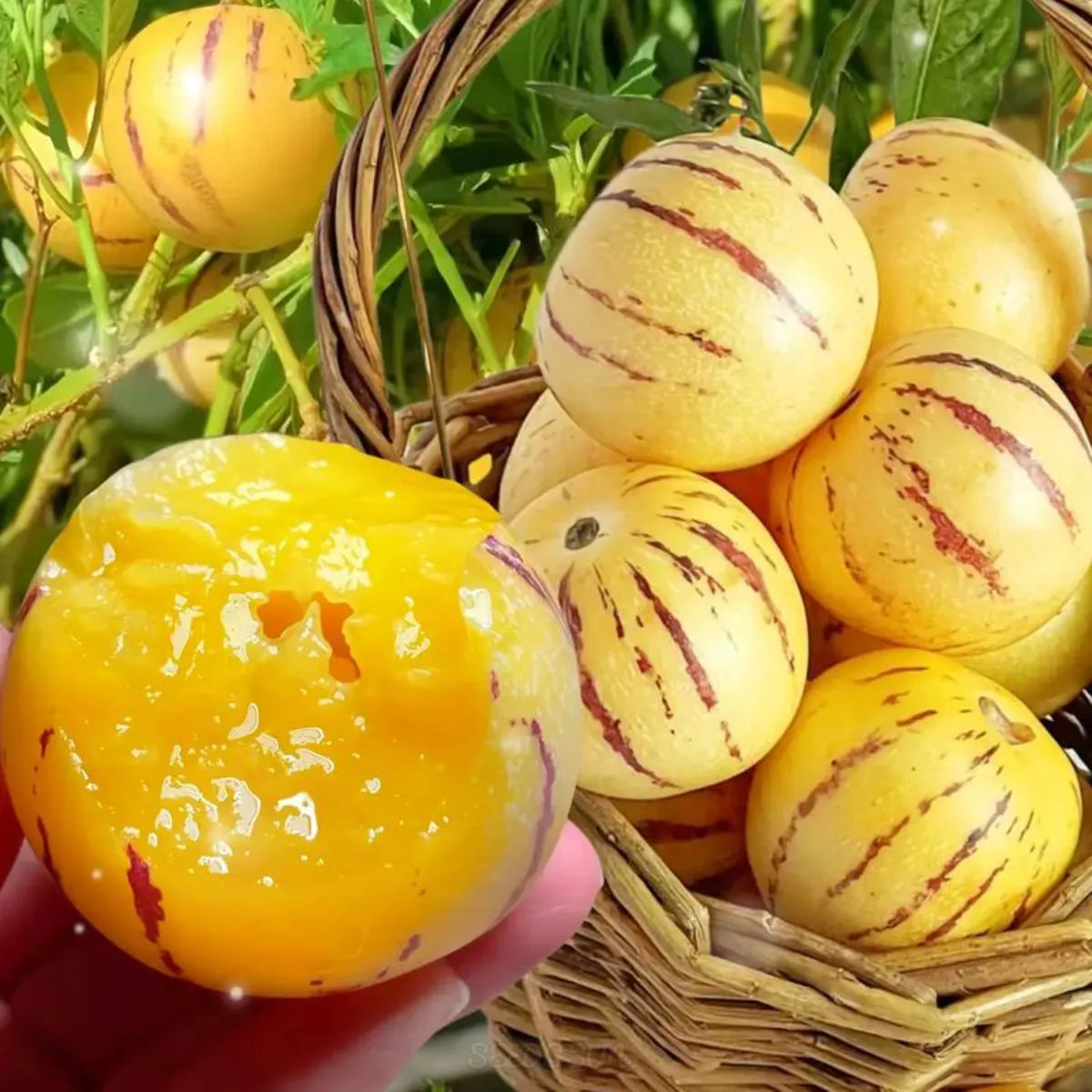 🏆 Prodano preko 75 000 pakiranja! 🌿Sjemenke ginsenga - lako se uzgajaju🌱 (Ograničeno vrijeme: bez gnojiva)-HR
