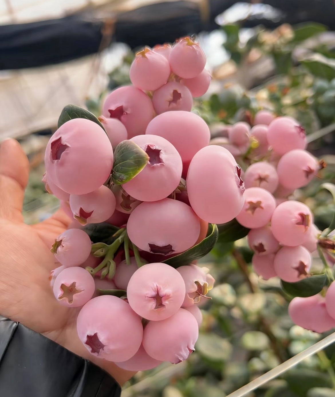 Pink Bliss mustikaseemned – topeltmagusus-EE