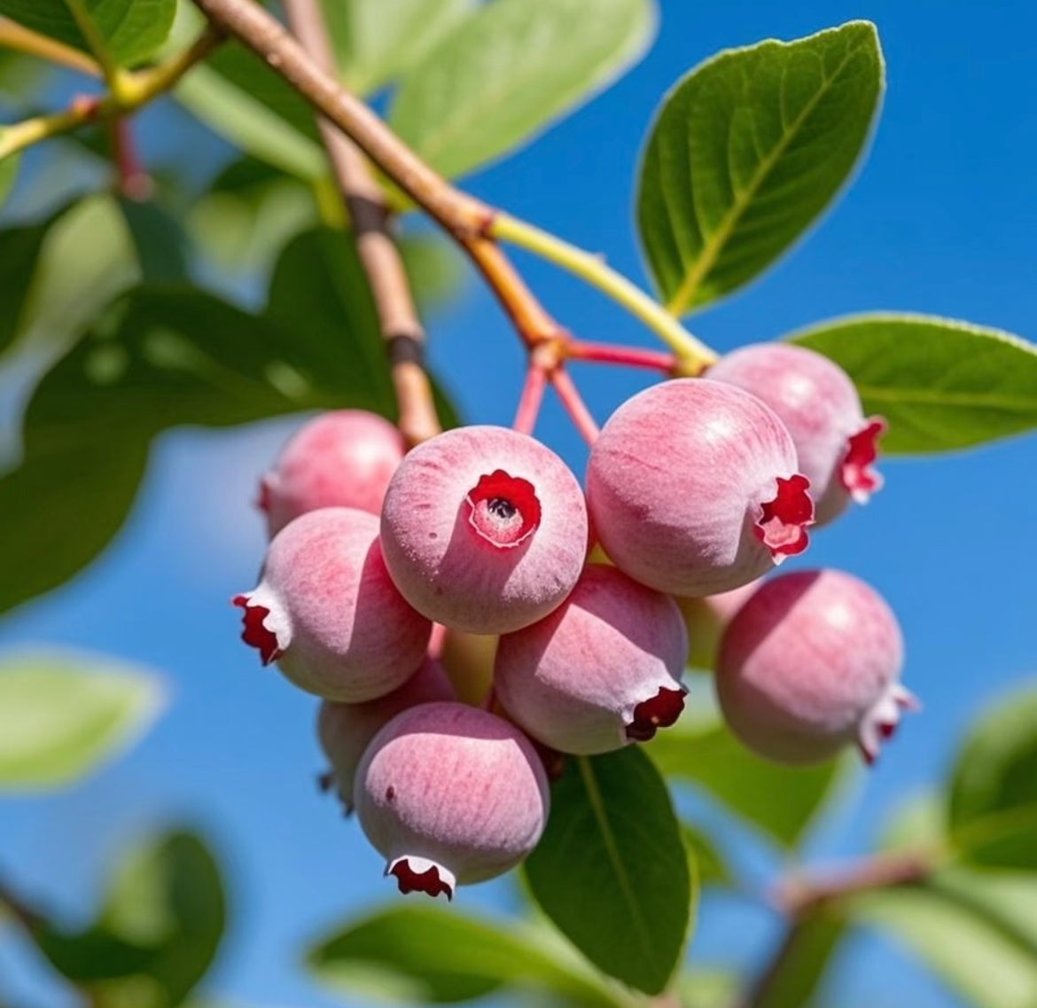 Pink Bliss mustikaseemned – topeltmagusus-EE
