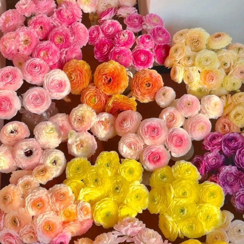 Cibuľky iskerníkov – jemné, elegantné, nezabudnuteľné 🌸-SK
