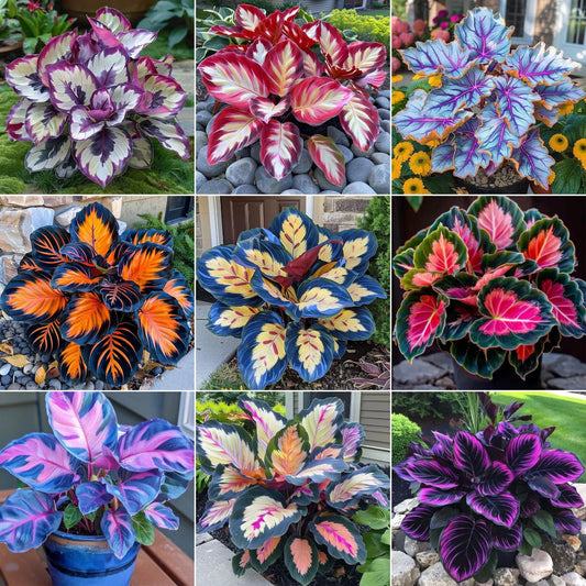 🌿 Barvita semena hoste – kralj sence na vrtu! 🌿-SI