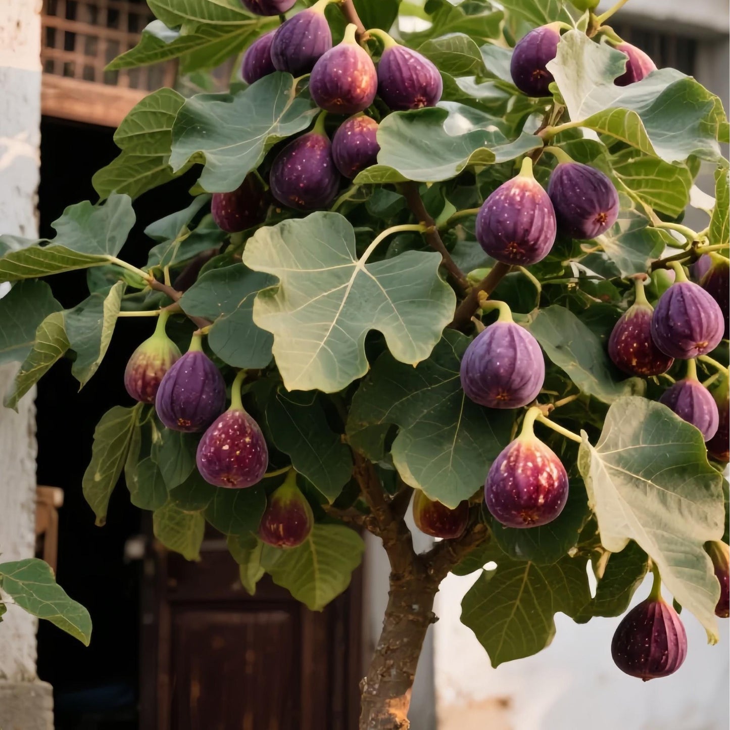 Σπόροι Σύκου SweetHarvest-GR