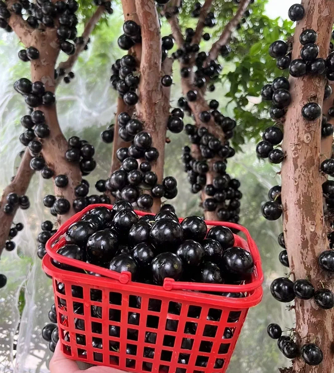 Semena grozdja Jabuticaba-SI