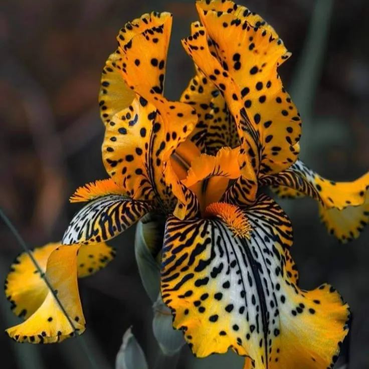 Λαμπτήρες ίριδας με λαμπάκια Amber Glow⚜️-GR