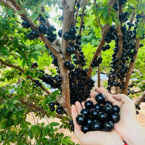 Semena grozdja Jabuticaba-SI