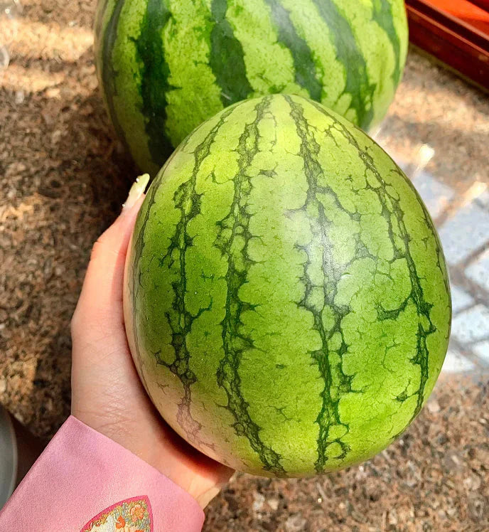 🍉Agrā pavasara sarkanā nefrīta – salds arbūzs, kas iepriecinās visu ģimeni-LV