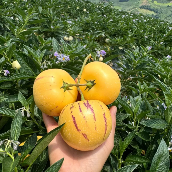 Ženšenio vaisių pepino meliono sėklos-Solanum Muricatum-LT