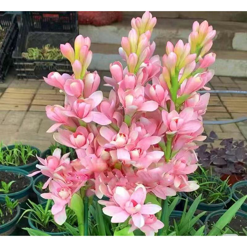 Dvojna tuberoza 🌸 - Velik čebulast cvet-SI