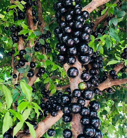 Jabuticaba vynuogių sėklos-LT