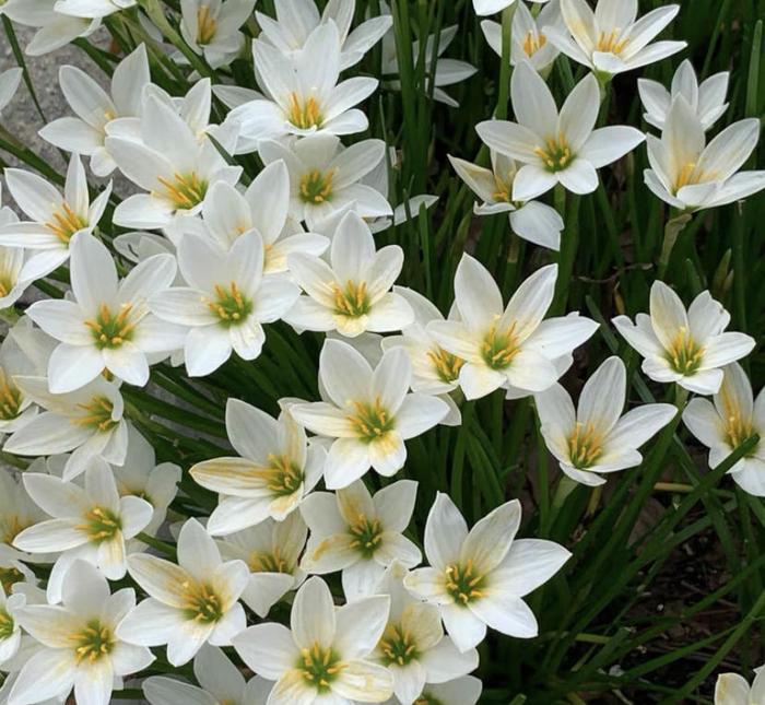 Čebulice dežnih orhidej – cvetijo po drugem dežju-SI