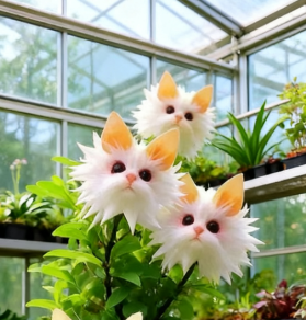 Magiški augalai! Akinanti „Katės akies“ serija✨-LT