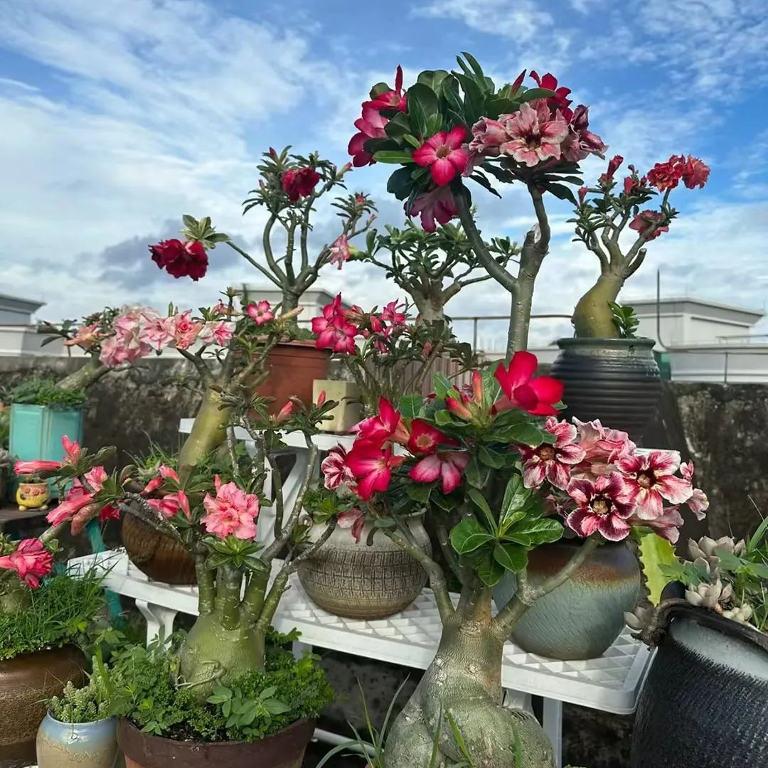 🔥Vzgojite puščavsko kraljico – zdaj po znižani ceni!🎁 😍Rada cveti, dolgo cveti 🌵 Puščavska vrtnica-SI