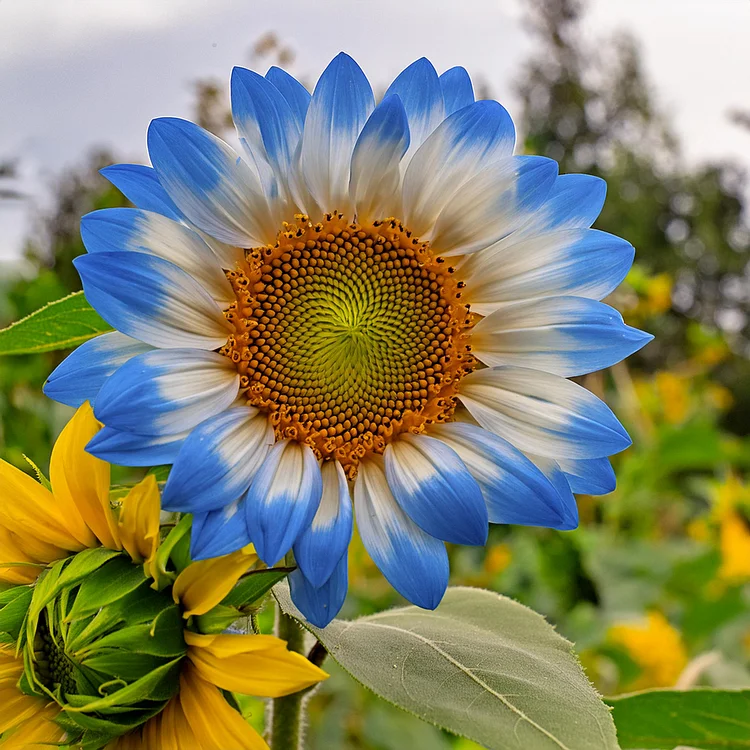 Semillas de girasol Midnight Blaze-ES