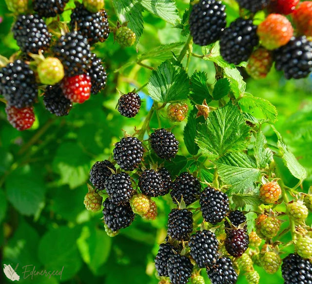 Sladka velikanska semena robide-SI