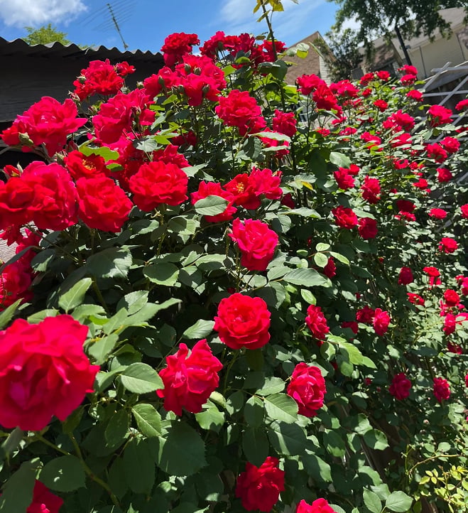 🌈 Aukščiausios kokybės vijoklinės rožės 🌹 Greitai augančios, lengvai prižiūrimos ir labai kvapnios ✨ Puikiai tinka bet kokiam sodui-LT