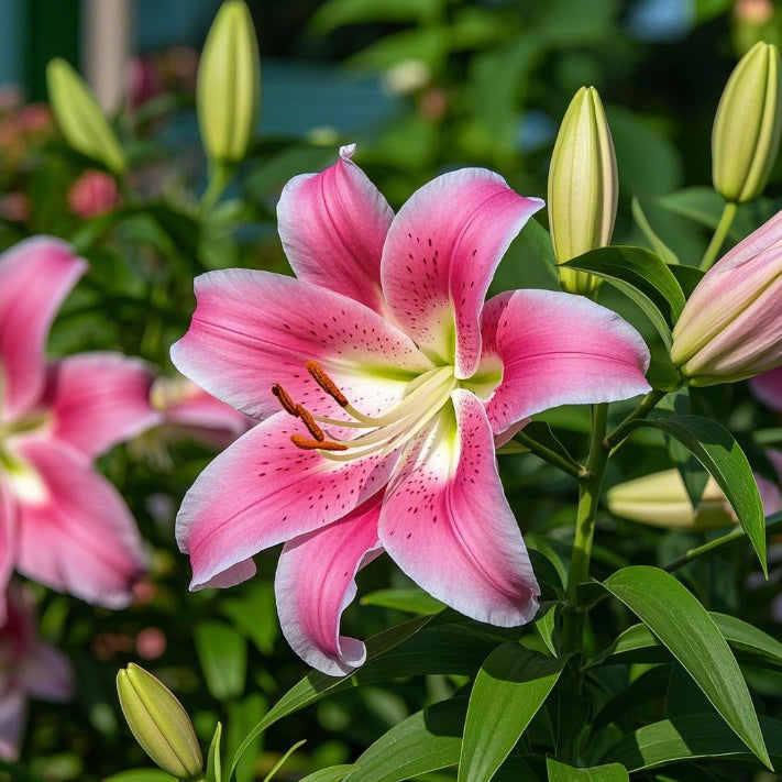 Juodosios magijos lelija🌺Kvepiančios lelijos svogūnėliai – gaivūs ir saldūs-LT