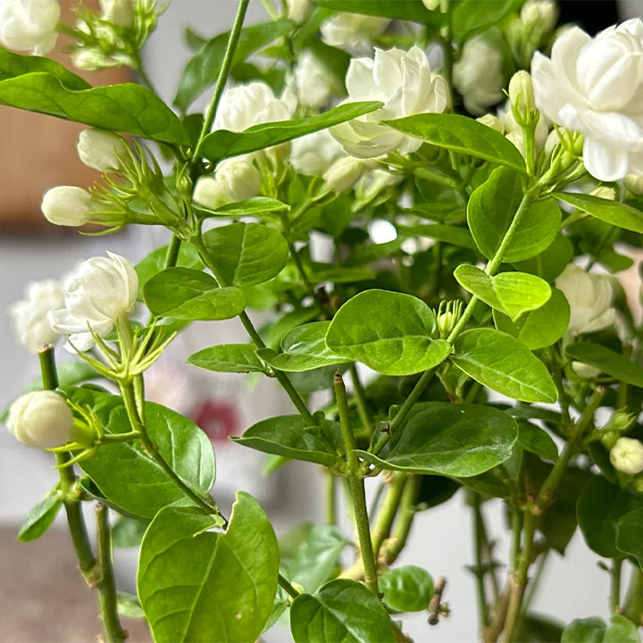 POSLEDNÁ DEŇ ZĽAVA 35% 🌸 Črepníková rastlina jazmín (🌱Zaručené prežitie: Bezplatná výmena🌿)-SK