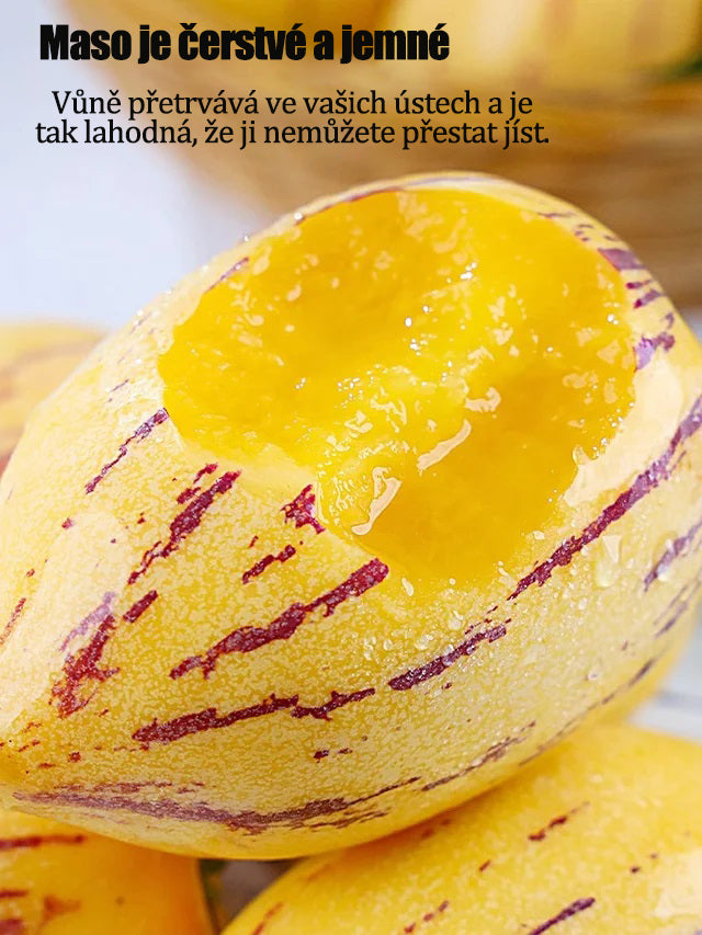 Rodinné črepníkové plody ženšenu patentované semená-SK