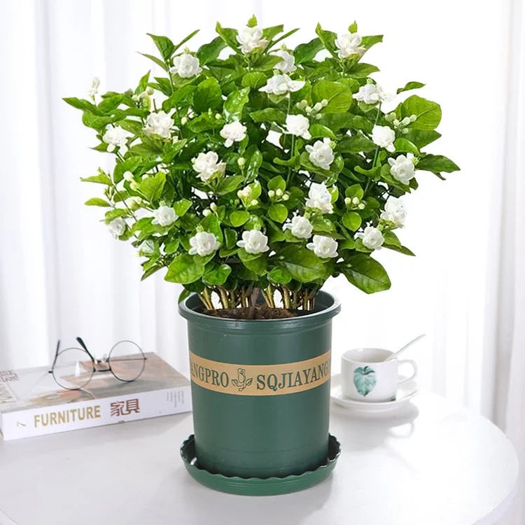POSLEDNÁ DEŇ ZĽAVA 35% 🌸 Črepníková rastlina jazmín (🌱Zaručené prežitie: Bezplatná výmena🌿)-SK