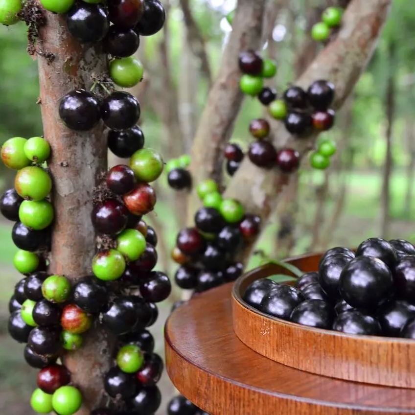 Semena grozdja Jabuticaba-SI