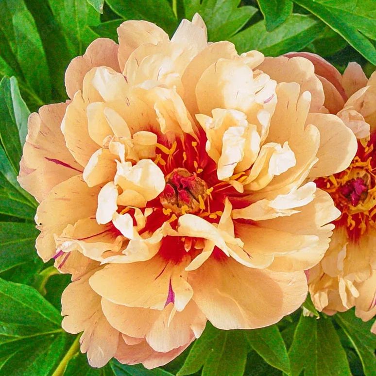 🌸 Vzácne cibuľky popínavých pivoniek🪴 Veľké, plné kvety, mrazuvzdorná trvalka, ľahko sa pestuje, obľúbená záhradná rastlina-SK