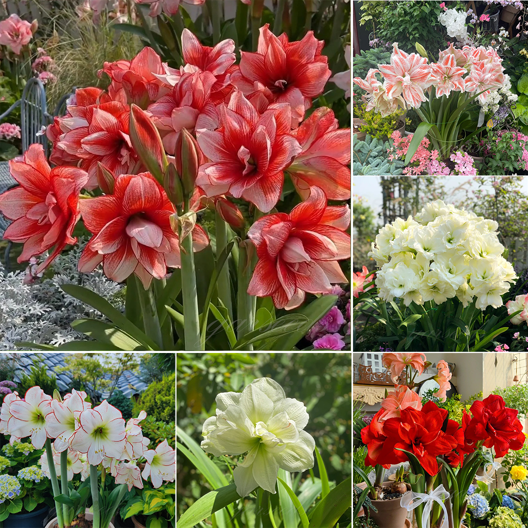 Čebulice amarilisa z dvojnimi cvetovi🌼-SI