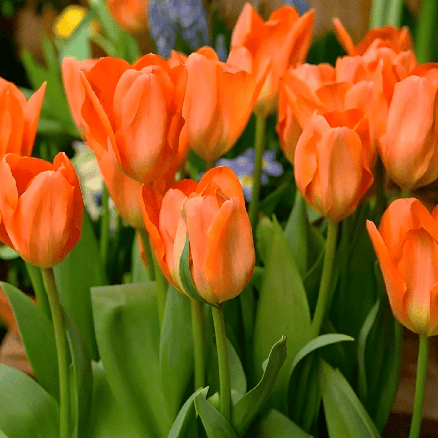🌷Retos tulpių sėklos – spalvingi pavasario žiedai vazonams, apvadams ir sodams-LT