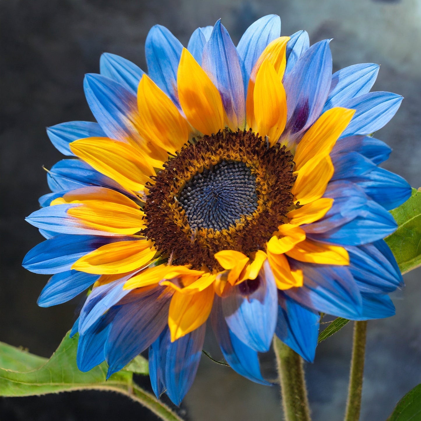 Semillas de girasol Midnight Blaze-ES