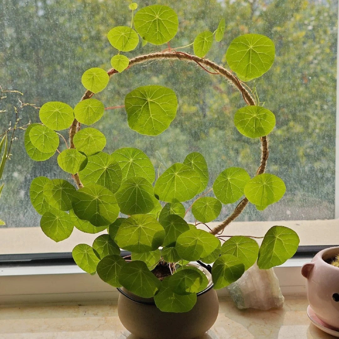 Stephania Erecta: Najmočnejša sobna rastlina za lenuhe-SI