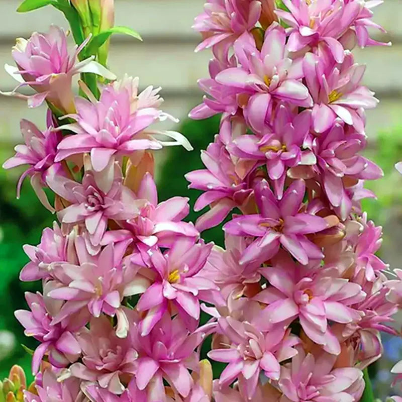 Dvojna tuberoza 🌸 - Velik čebulast cvet-SI