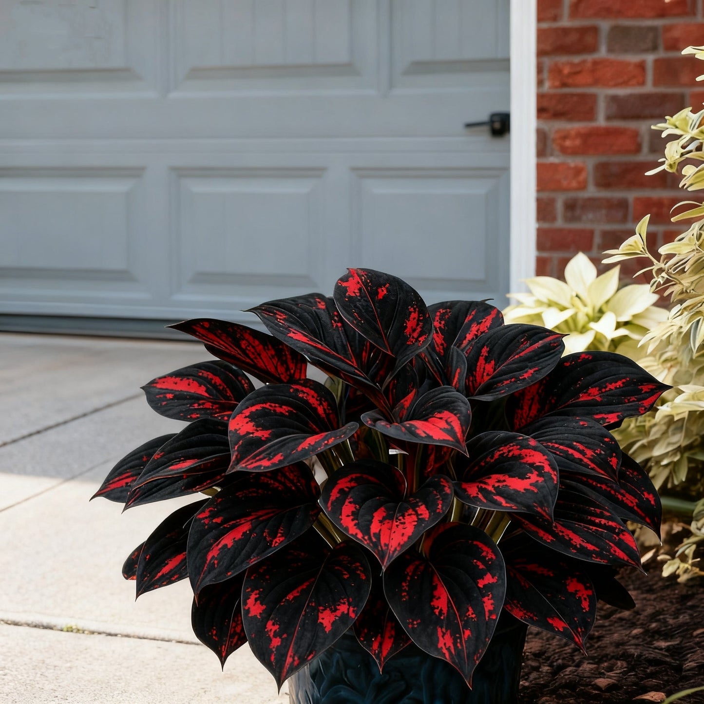 🌈🔥 Hostas de llama arcoíris de edición limitada: follaje multicolor raro, exclusivo de nuestra tienda 🌸-ES