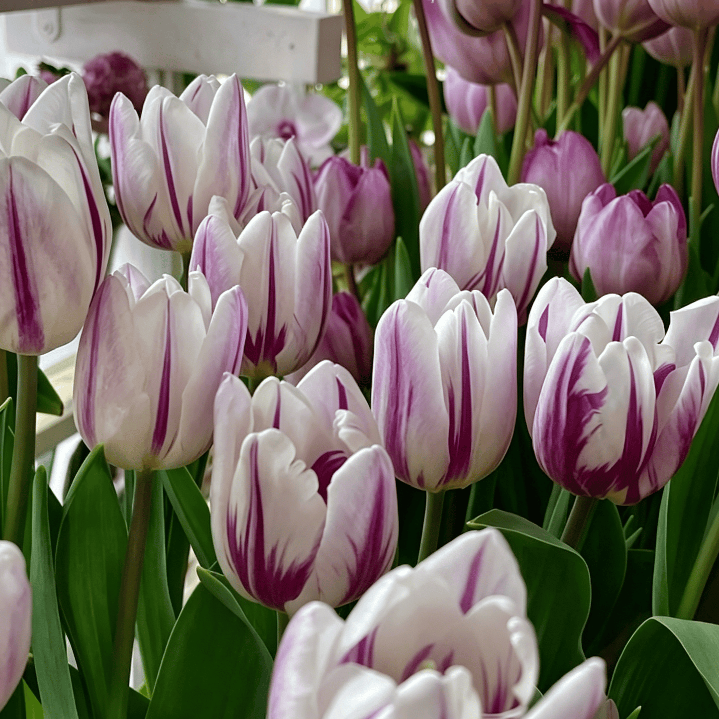 🌷Retos tulpių sėklos – spalvingi pavasario žiedai vazonams, apvadams ir sodams-LT