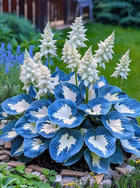 Hardy Beauty: Hosta cveti, odporni na senco in mraz-SI