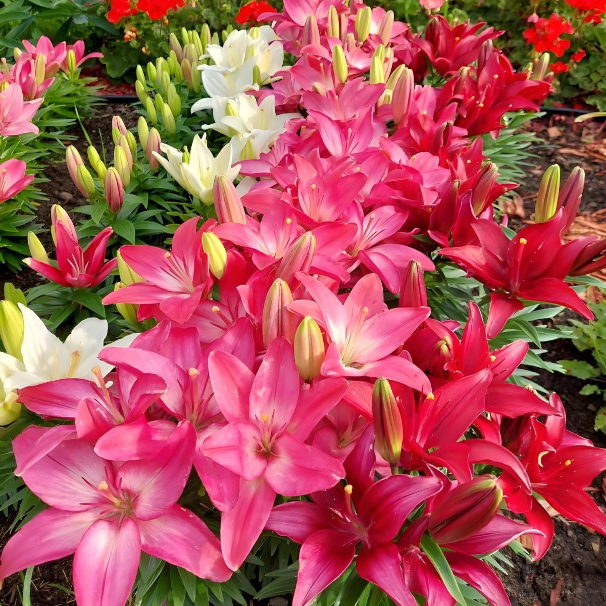 [Voňavejšie ako parfum]Cibuľky ľalií Four Seasons voňajú tisíce kilometrov ďaleko, kvitnú každý rok-SK