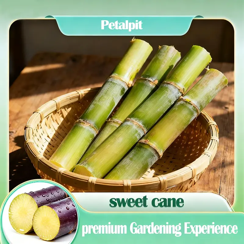 🌱 Σπόροι ζαχαροκάλαμου υψηλής απόδοσης – εύκολοι στην καλλιέργεια και την επιβίωση, ιδανικοί για φύτευση φρούτων στο σπίτι-GR