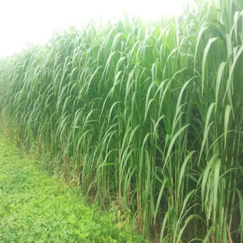 🌿Υβριδική ποικιλία σόργου-σουδανικού χόρτου ✅Σπόρος υψηλής απόδοσης για ζωοτροφές-GR