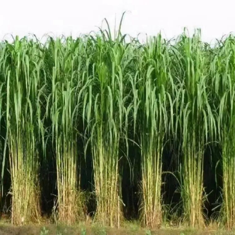 🌿Υβριδική ποικιλία σόργου-σουδανικού χόρτου ✅Σπόρος υψηλής απόδοσης για ζωοτροφές-GR