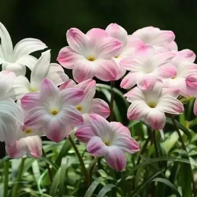 Čebulice dežnih orhidej – cvetijo po drugem dežju-SI